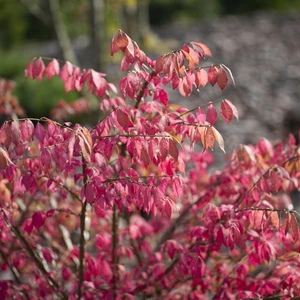 Euonymus alatus
